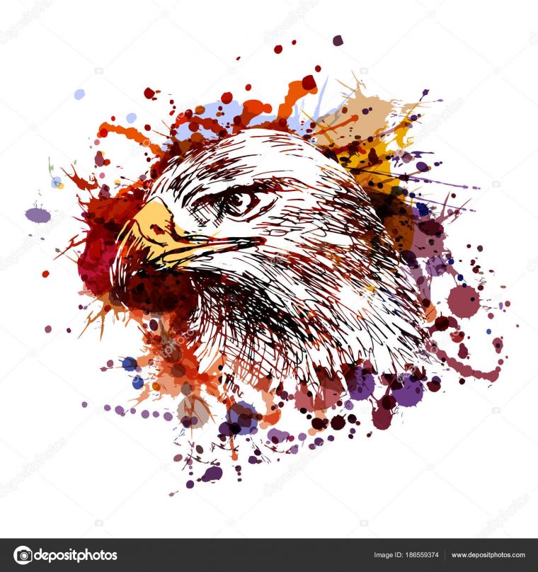 Illustration En Couleur D'Une Tête D'Aigle Image avec Aigle Dessin