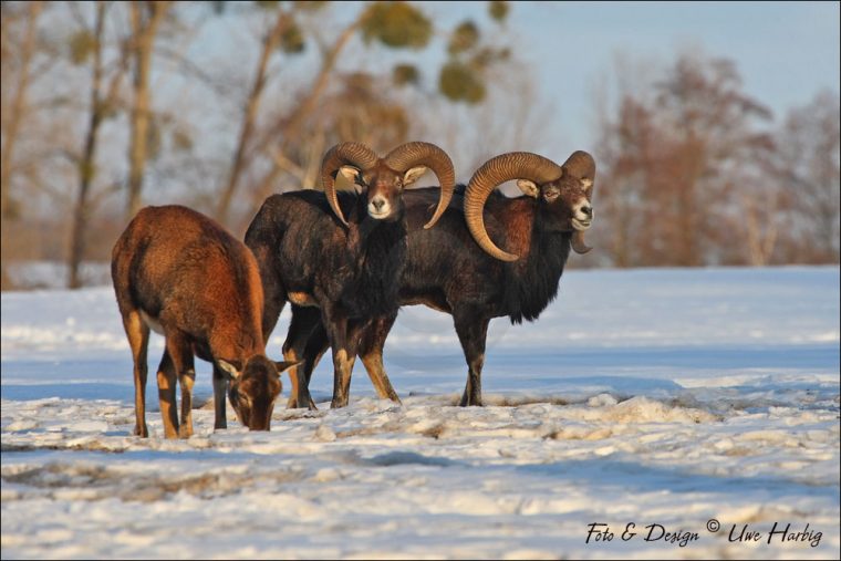 wolfsfährten im schnee