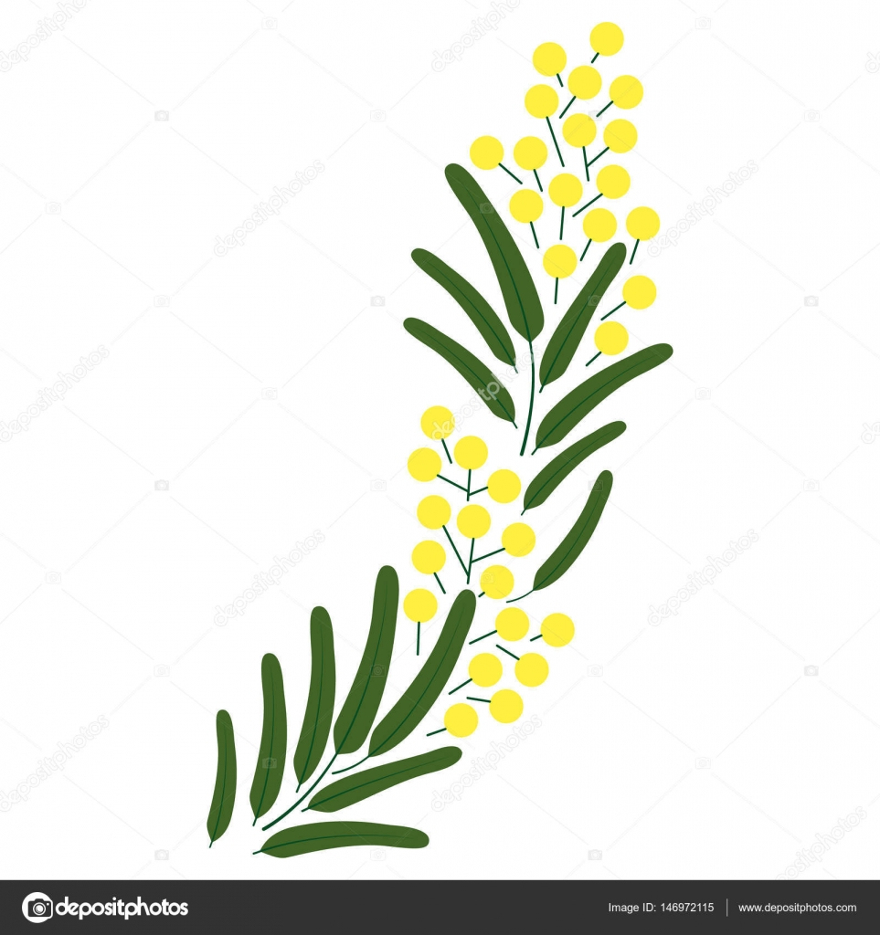 Image De Fleur: Coloriage Fleur De Mimosa concernant Dessin De Mimosa