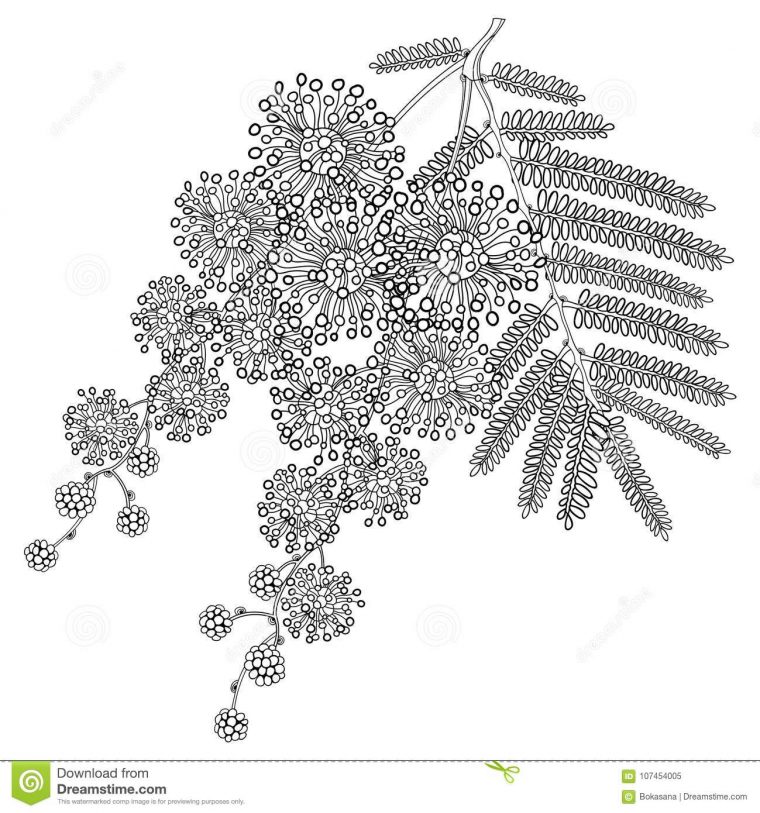 Image De Fleur: Coloriage Fleur De Mimosa dedans Dessin De Mimosa