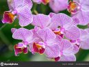 Image En Stock De Fleur D'Orchidée — Photographie Coleong intérieur Fleurs Orchidée