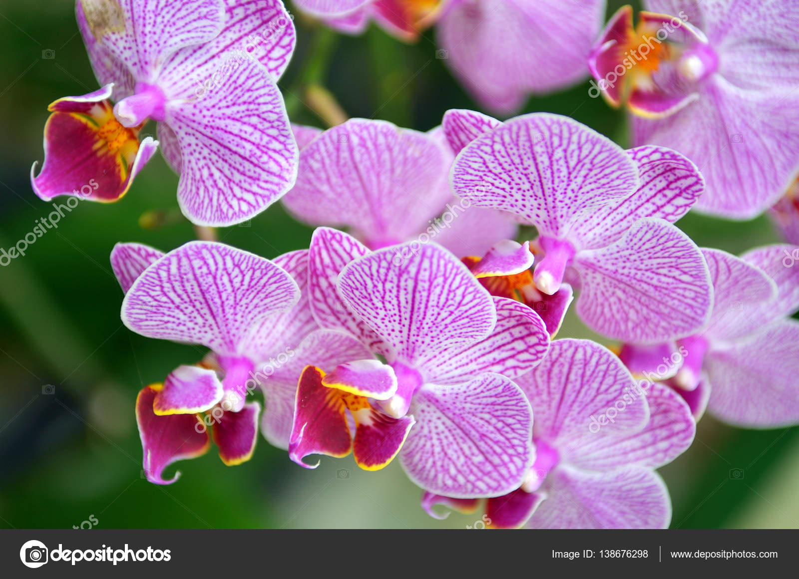 Image En Stock De Fleur D'Orchidée — Photographie Coleong intérieur Fleurs Orchidée