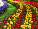Image Gratuite Sur Pixabay - Belle, Fleur, Red, Bloom concernant Fleurs Gratuites