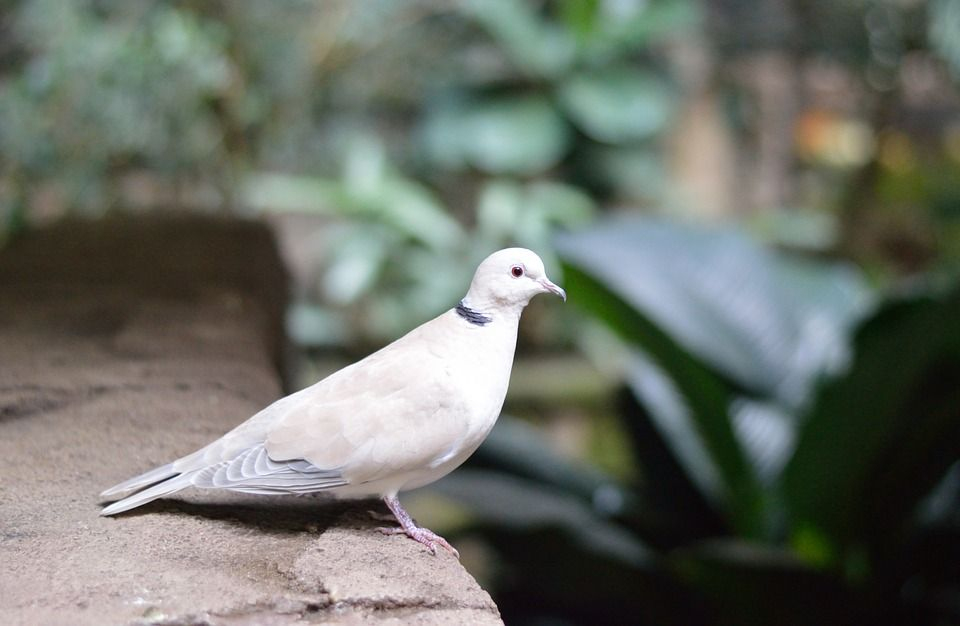 Image Gratuite Sur Pixabay - Pigeon Blanc, Colombe, Oiseau encequiconcerne Images Oiseaux Gratuites 