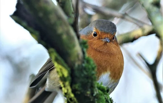 Image Gratuite Sur Pixabay - Robin, Robin Redbreast, Oiseau intérieur Images Oiseaux Gratuites 