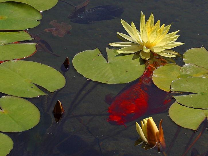 Image Libre: Poisson Rouge, Nénuphar, Lis, Étangs concernant Nenuphar Animal 