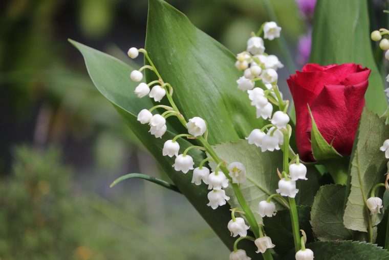 Image Muguet 1Er Mai – Fete 1Er Mai Maiglockchen Bilder serapportantà Images Gratuites Muguet 1Er Mai