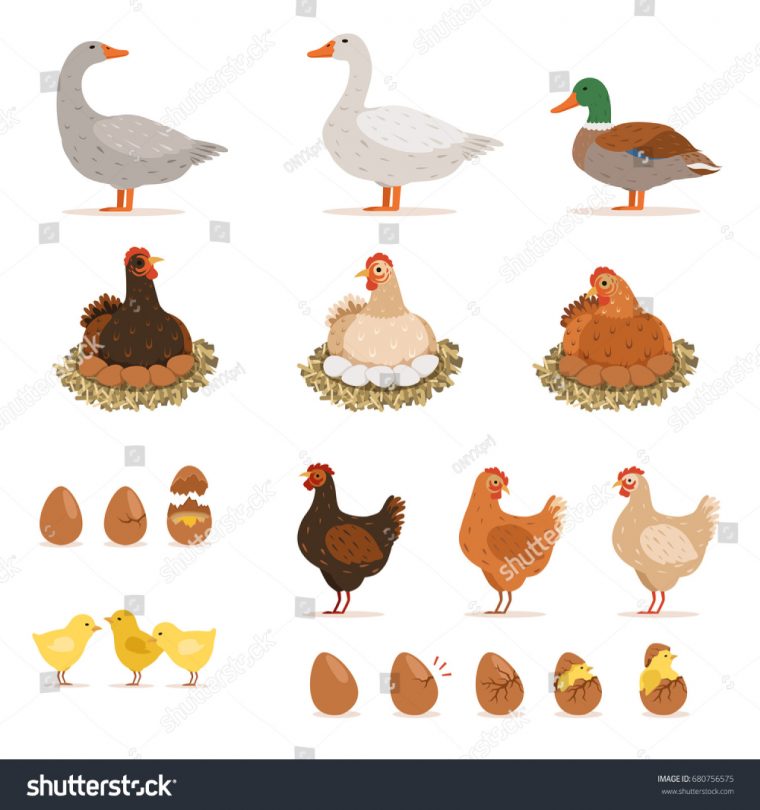 Image Vectorielle De Stock De Poulet De Poule Canards Et encequiconcerne Dessin Poule