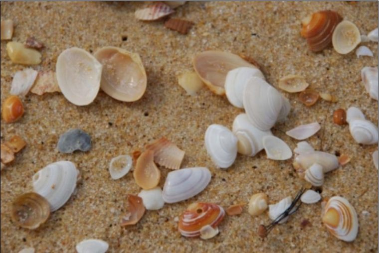 Images Coquillage destiné Images De Coquillages