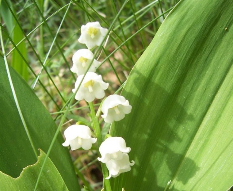 Images-Photos: Brin De Muguet à Image Gratuite Brin De Muguet