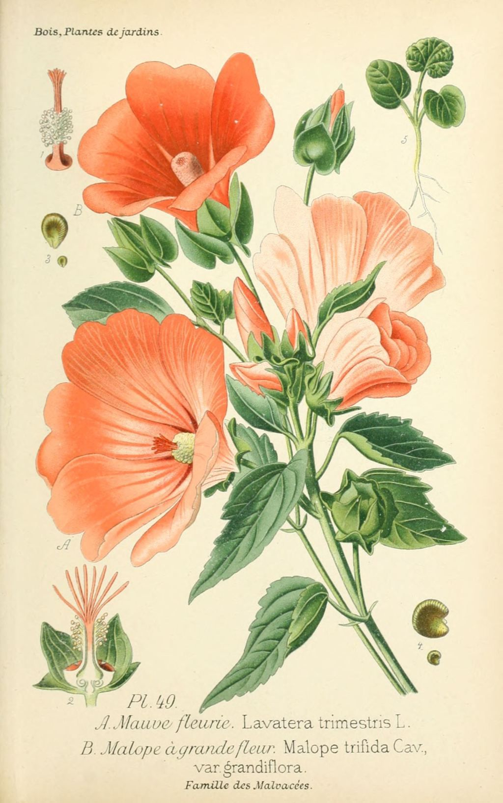 Imgdessins Plantes Et Fleurs Jardins Et Appartements intérieur Dessin Fleur 