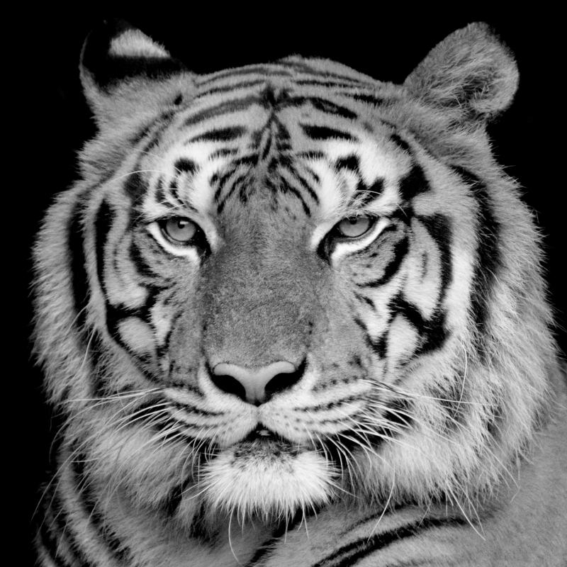 Impression Sur Verre Tigre Blanc 30 X 30 Cm dedans Dessin De Tigre Blanc