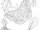 Impressionnant Image Coloriage Papillon avec Coloriage D Automne