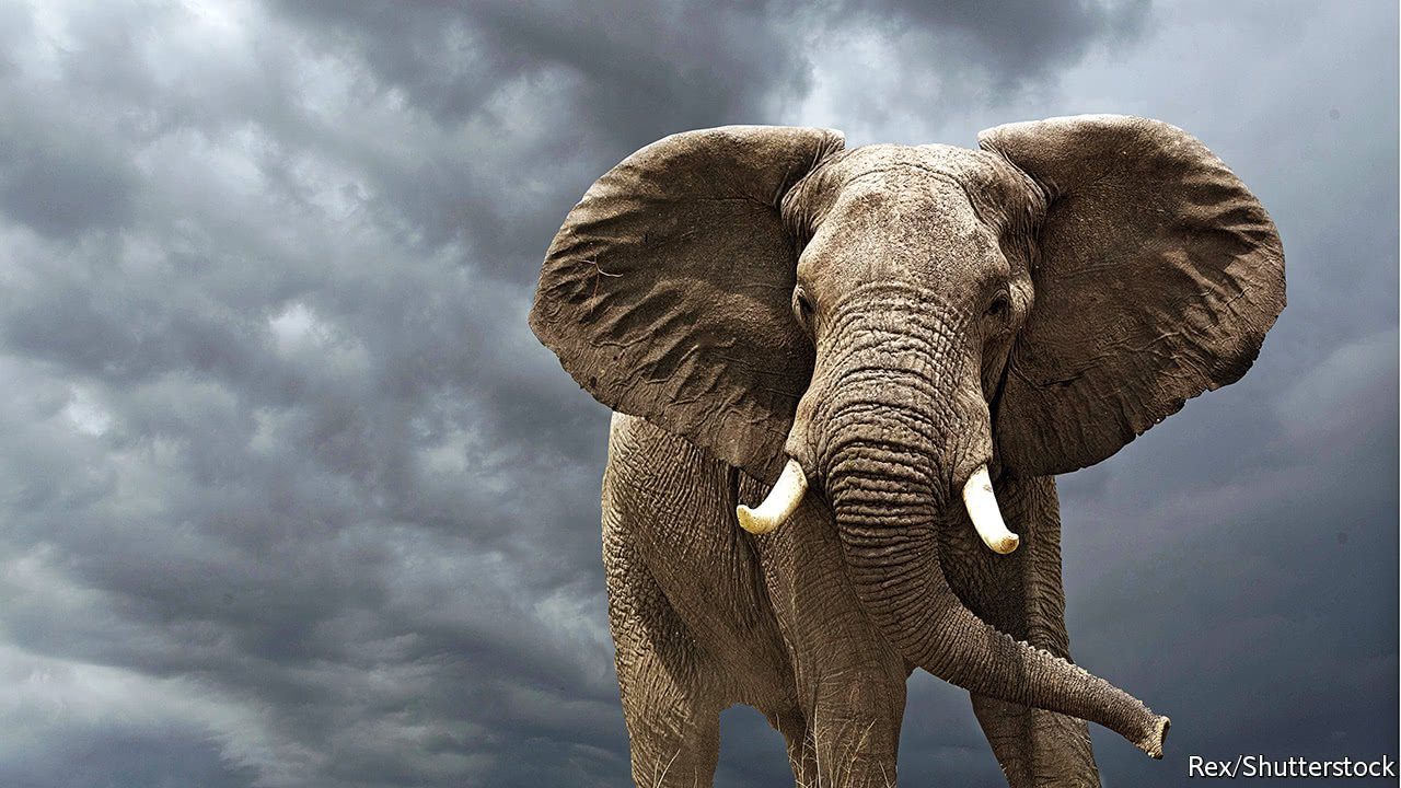 In Praise Of Pachyderms - Conserve Elephants. They Hold A intérieur Anatomie Des Ã©Lephants 