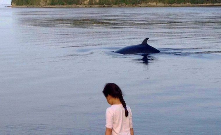 Innushkueu Et La Baleine – Fondation David Suzuki à Cri Baleine