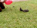 Insane Rattlesnake Attack Caught On Camera - intérieur Catch Attak