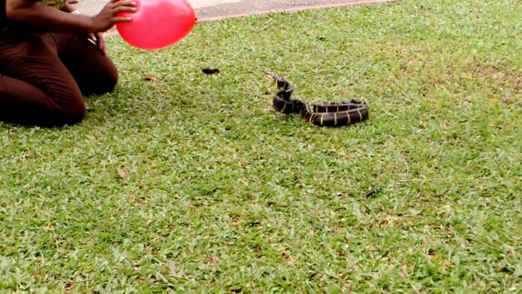 Insane Rattlesnake Attack Caught On Camera – intérieur Catch Attak