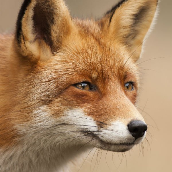 Insolite : La Famille De Zouzou Le Renard Obtient Le Droit avec Famille Des Renards 