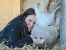 Italie : Elle Se Bat Pour Sauver Des Cochons - Yummypets serapportantà Pourquoi Les Cochons Se Roulent Dans La Boue