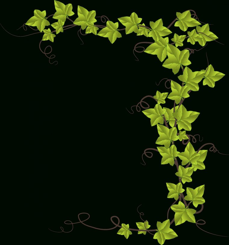 Ivy By @Conte Magnus, Hedera Helix, On @Openclipart  Vine intérieur Dessin Lierre