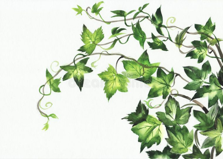 Ivy Leaves Stock Illustration. Illustration Of Flower serapportantà Lierre Dessin