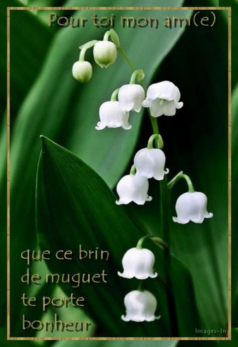 Joli Mois De Mai, Mois Du Muguet Et Kdos Pour Vous à Image Gratuite Brin De Muguet