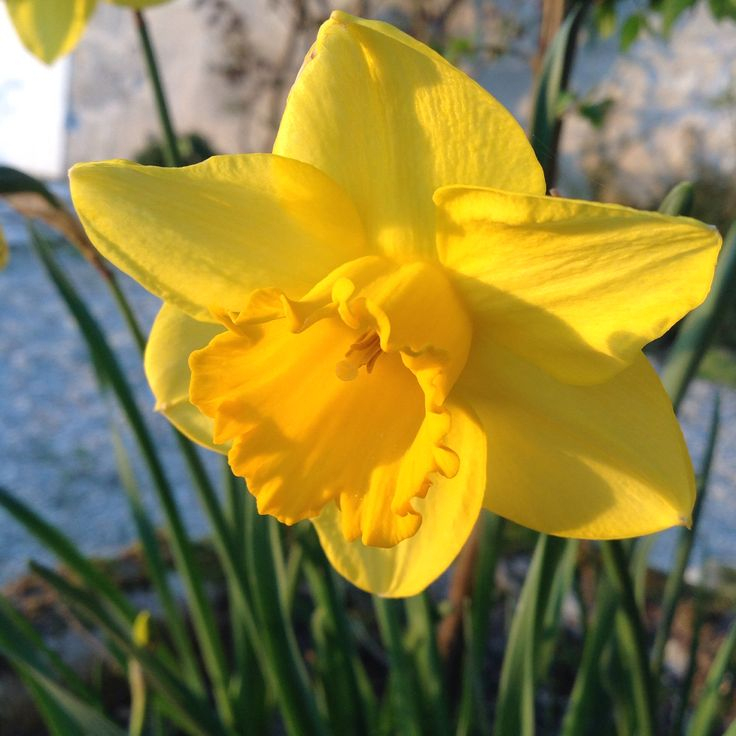 Jonquille Du Jardin  Fiori avec Image De Jonquille 