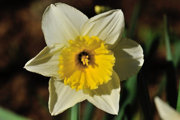 Jonquille  Jonquille, Fleurs, Narcisse tout Fleurs Jonquilles
