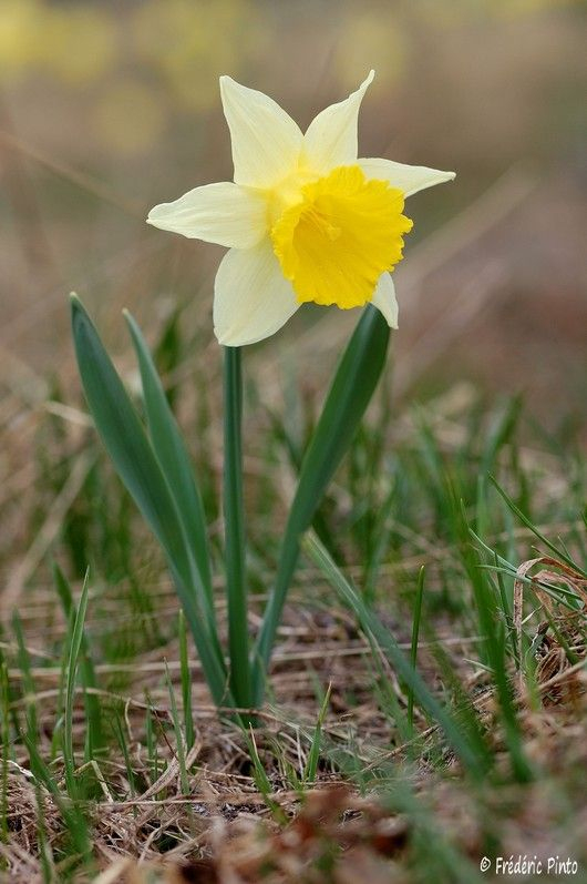 Jonquille (Narcissus Pseudonarcissus) - Photo De Fleurs tout Image De Jonquille 