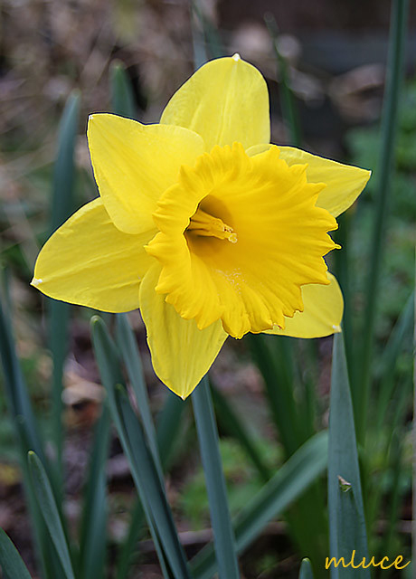 Jonquille Ou Narcisse ;-)  Nom : Narcissus Famille intérieur Image De Jonquille 