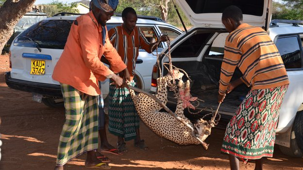 Kenyans Chase Down And Catch Goat-Killing Cheetahs – Bbc News tout Catch Attack 2009