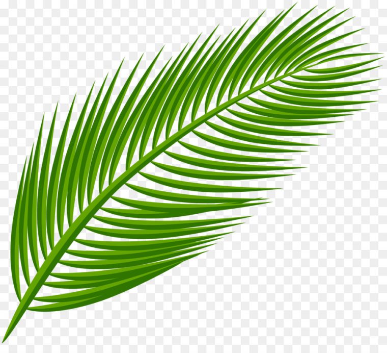 La Branche De Palmier, Arecaceae, Feuille Png – La Branche intérieur Dessin De Palmier