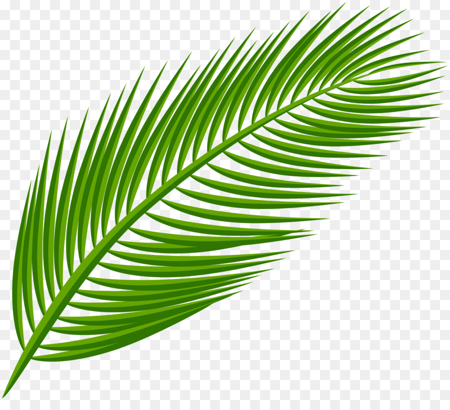 La Branche De Palmier, Arecaceae, Feuille Png - La Branche intérieur Dessin De Palmier