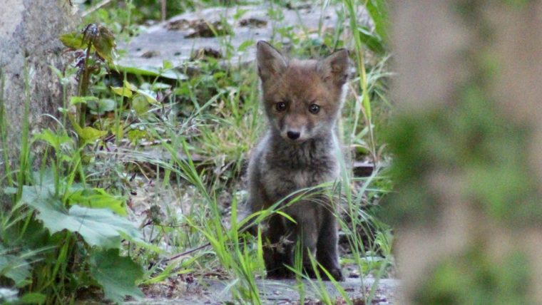 La Famille De Renards Peut Rester Au Père-Lachaise concernant Famille Des Renards