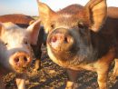 La Ferme Beauregard - Exploitation Dans Le Gard  Famille serapportantà Pourquoi Les Cochons Se Roulent Dans La Boue