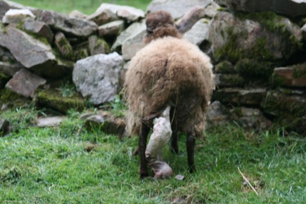 La Fille Cachée - Ouessant-Mouton  Les Lutins Du M. dedans Le Cri Du Mouton