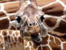 La Girafe En Parc Animalier - Alimentation, Reproduction pour Girafe De Madagascar