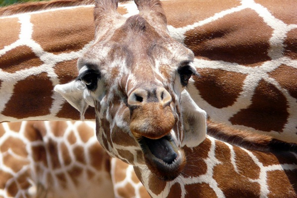 La Girafe En Parc Animalier - Alimentation, Reproduction pour Girafe De Madagascar