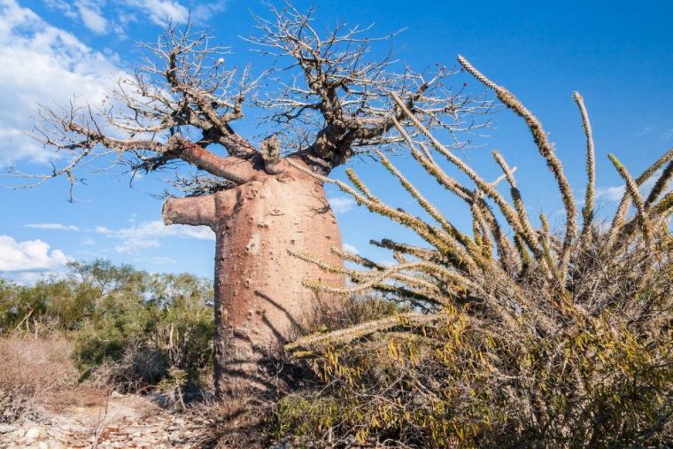 La Savane – Madagascar tout Images Savane