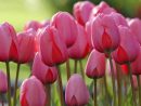 La Tulipe : Comment Planter Et Entretenir Ses Tulipes dedans Planter Les Tulipes