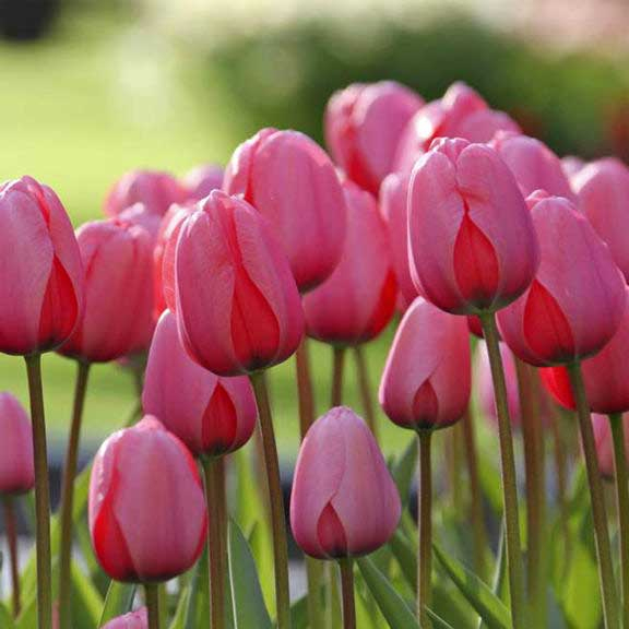 La Tulipe : Comment Planter Et Entretenir Ses Tulipes dedans Planter Les Tulipes 