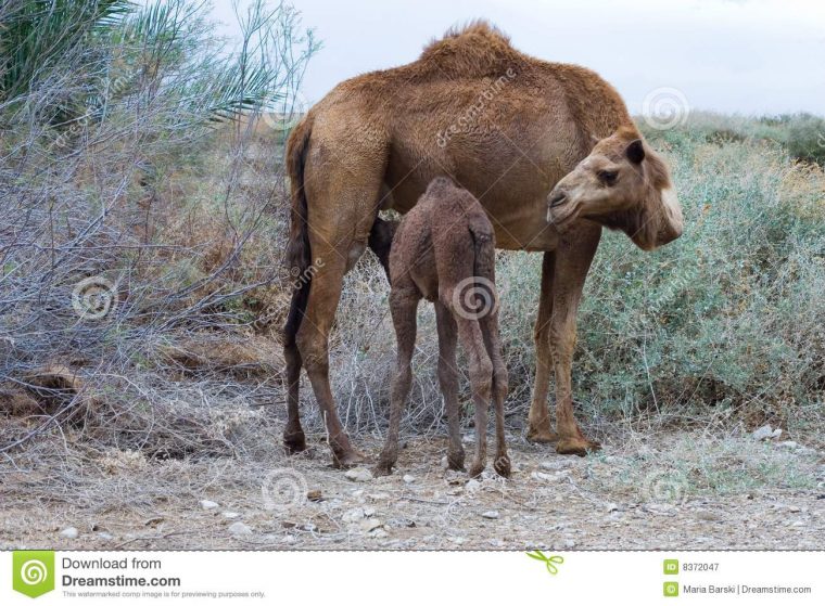 L'Allaitement Du Chameau Image Stock. Image Du Animal concernant Le Cri Du Chameau