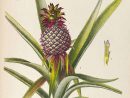 L'Ananas (Ananas Comosus)  Dessin Botanique, Illustration avec Ananas Dessin