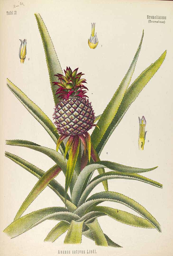L&amp;#039;Ananas (Ananas Comosus)  Dessin Botanique, Illustration avec Ananas Dessin 
