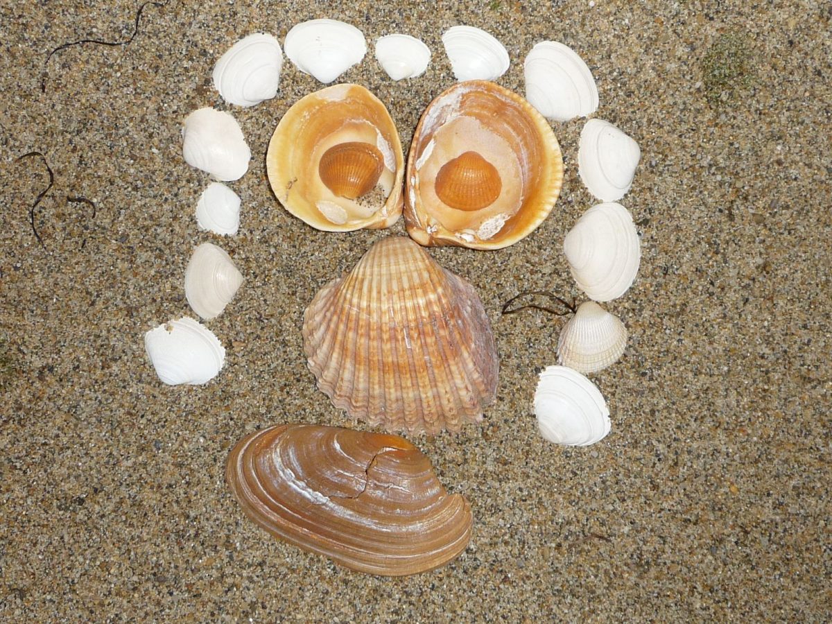 &quot;Land Art&quot; Avec Des Coquillages - Chez Camille pour Images De Coquillages