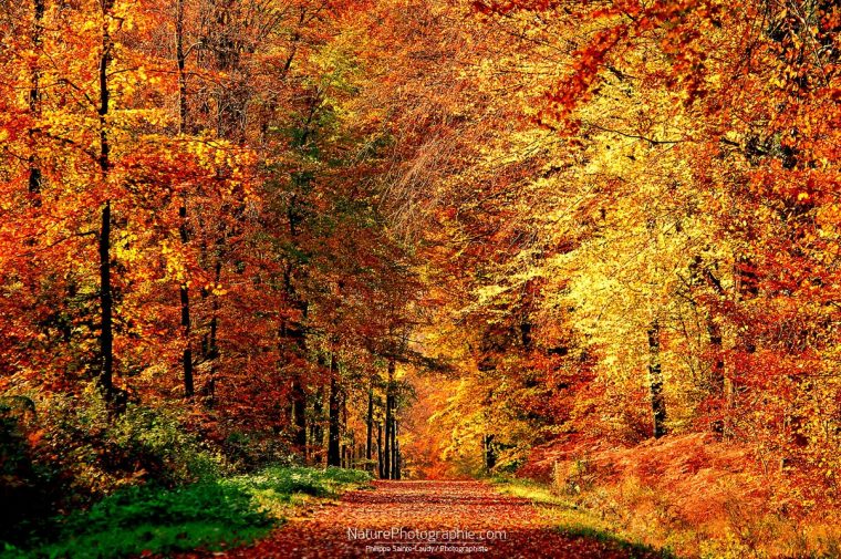 L'Automne – Naturephotographie concernant Nature D Automne