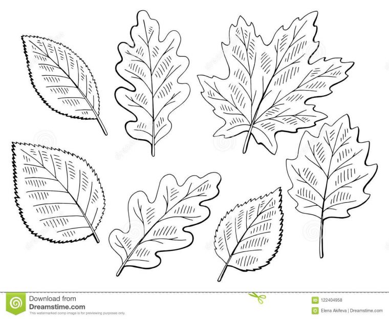 Le Blanc Noir Graphique Réglé De Feuille D'Arbre A Isolé pour Dessin De Feuille D Arbre