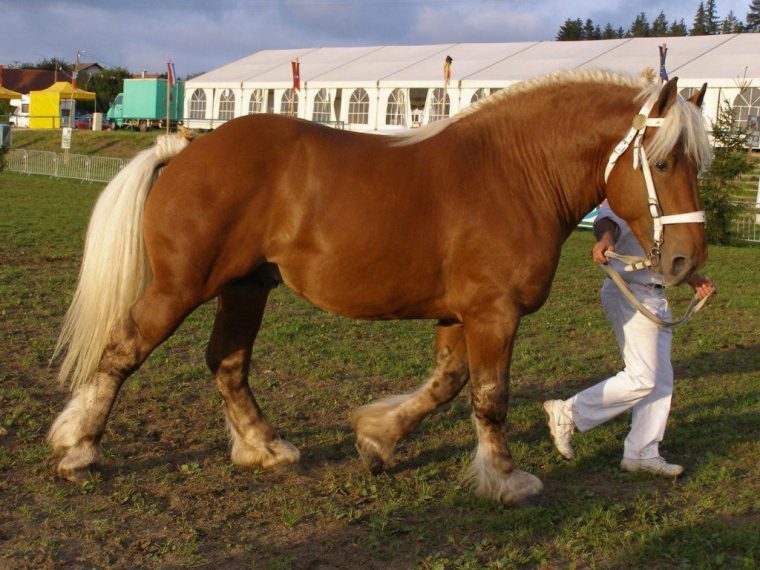 Le Cheval Comtois – .Cancoillotte à Modele De Cheval