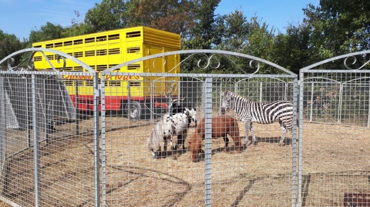 Le Cirque Muller, Cinquième Génération, N'Imagine Pas Un pour Animaux Du Cirque