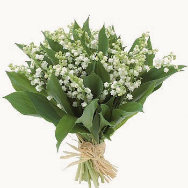 Le Français, J'Aime Ça: Un Bin De Muguet Pour Le Premier Mai avec Muguet Fleur